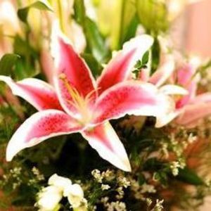 Meet your Posher, Janies flowers